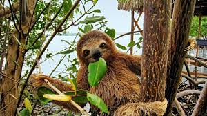 Stoner Sloth Ads Give This Badass Animal A Bad Name Costa Rica Wildlife Costa Rica Sloth Sloth