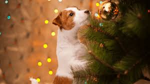 No christmas tree is complete without sparkling lights, but make sure that cords and wires are kept out of reach to prevent your cat chewing them. Dogs And Christmas Trees Pay Attention To This Tractive