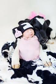 Adorable Cow Newborn Pictures Baby Girl Newborn Pictures Baby Girl Newborn Baby Stuff Country