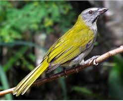 Canto De Trinca Ferro Bom Dia Seu Chico Com Boi Tempera Viola Saltator Maximus Tempera Beautiful Birds Birds