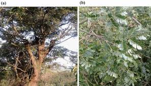 Image result for Albizia grandibracteata