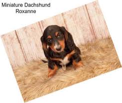 Iowa dachshund breeders will each set a price for their own pups based on a few different criteria. Dachshund Dogs For Sale In Iowa Agriseek Com