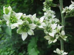 Seven Most Lethal Poisonous Plants In The World Green Diary Green Revolution Guide By Dr Prem Cicek Bahce