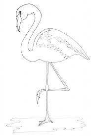 Google Image Result For Http Getdrawings Com Images Flamingo Drawing Template 27 Jpg Flamingo Coloring Page How To Draw Flamingo Flamingo Art