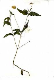 Image result for Aspilia mossambicensis