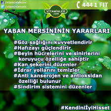 Rengi Koyulastikca Icerigi Zenginlesen Vitamin Ve Mineral Deposu Yaban Saglik Saglikli Yasam Saglikli Yasam Tarzi