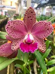 Pin By Seo Jeong Nam On Orchid Beautiful Flowers Cattleya Orchid Beautiful Orchids
