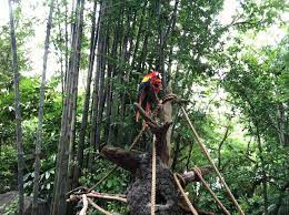 We also specialize in tree removal and stump grinding. Phoenix Tree Care Home Facebook