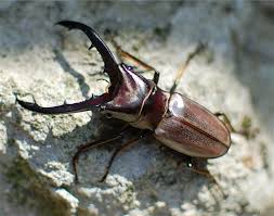 モンタネルスホソアカクワガタ（ボルネオ サバ州クロッカー山脈産）CBF3 飼育記録まとめ - stag_beetle_japan