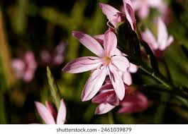 Image result for Hesperantha