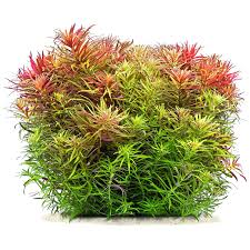 Image result for Limnophila