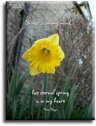Pin On Daffodils