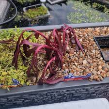 Image result for Lobelia thermalis