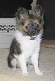 Black And White Papillon Pomeranian Mix Robin The Paperanian Puppy Papillon Pomeranian Hybrid At 10 Weeks Old Hybrid Dogs Dog Breeds Dogs
