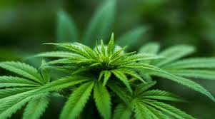 We did not find results for: Best Grow Lights For Weed 2020 Reviews