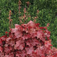 Heuchera Northern Exposure Red Blue Sky Nursery Très décorative par ses feuilles persistantes. blue sky nursery
