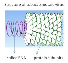 「http://greensiteinfo.com/blog meat」的圖片搜尋結果