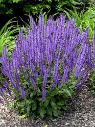 Purple Salvia I Like Caradonna And May Night The Best Long Bloom Drought Tolerant And It Reblooms Plants Purple Garden Purple Salvia