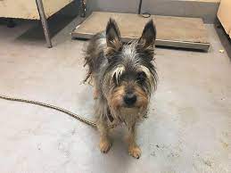 Cobb county animal services staff will have some pets available for adoption from our adoption trailer. Facebook