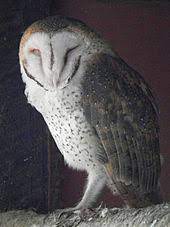 The barn owl has a preference for rats and other rodents and earned its name by readily nesting in barns, silos, and sheds. Barn Owl Wikipedia