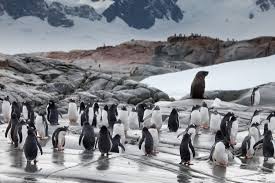 Gentoo Penguin Facts Pictures And More About The Gentoo Penguin