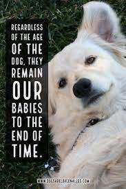 Pin On Dogs