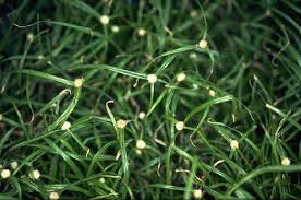 Image result for Kyllinga