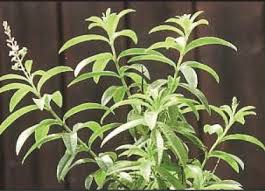 Maybe you would like to learn more about one of these? Lemon Verbena Alloysia Triphylla