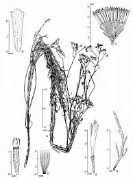 Image result for Anisopappus paucidentatus
