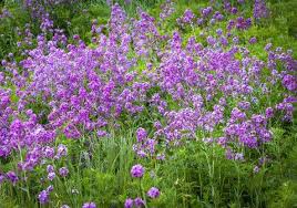 Gewohnliche Nachtviole Garten Pflanzen Pflanzen Garten