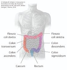 Colon sigmoideum ta, colon pelvinum, flexura sigmoidea, sigmoid flexure farlex partner medical dictionary © farlex 2012 Dickdarm Organ Tape Taping Online Kurse