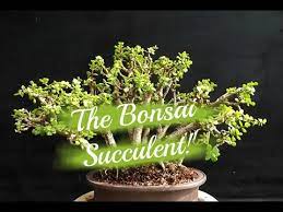 I am guilty of making this mistake when i first got a hold of an elephant that's because portulacaria afra is also referred to as 'mini jade' or 'dwarf jade' by some and is popular among bonsai tree growers. Creating An Elephant Bush Bonsai Planter Youtube