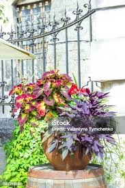 Image result for Ipomoea batatas pots