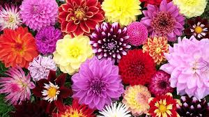 Everyone in this world is attracted to flowers and everyone has their their colors, their look, and their nature everything is very impressive and we should be happy to have with in this beautiful world. Top 15 Most Beautiful Flowers In The World Video Dailymotion