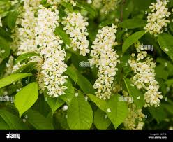 Image result for Telosma africana