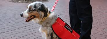 Check spelling or type a new query. Service Dog Registration Of America Home Facebook