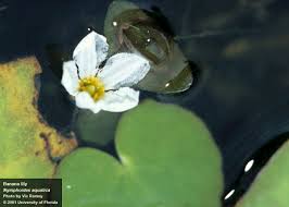 Image result for Nymphoides forbesiana