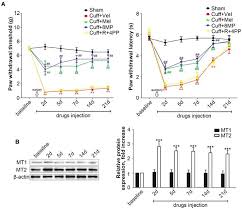 Melatonin Suppresses Neuropathic Pain Via Mt2 Dependent And