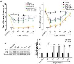 Melatonin Suppresses Neuropathic Pain Via Mt2 Dependent And