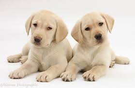 Here's our labrador puppies weaning / feeding for the first time they are 4 weeks old and there is 2 red ones and 3 yellow ones they are being feed eukanuba. Dogs Yellow Labrador Retriever Puppies 9 Weeks Old Photo Wp26191