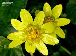 Image result for Ranunculaceae