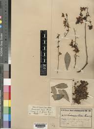 Image result for Philenoptera bussei