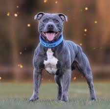 He's a blue nose american staffordshire terrier weighing 60lbs and standing 19 inches tall at the shoulders. Staffordshire Bull Terrier Staffordshire Pitbull Terrier Bluestaffy