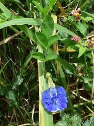 Image result for Clitoria ternatea