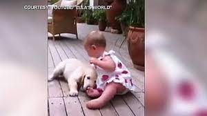 In this cute dog and baby video, tune in to see some precious and hilarious moments between dogs, puppies, babies, and toddlers. Cute Puppy Baby Video Golden Retriever Is Really Excited To See Baby Ella Video Abc News