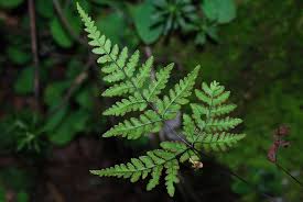 Image result for Aleuritopteris welwitschii