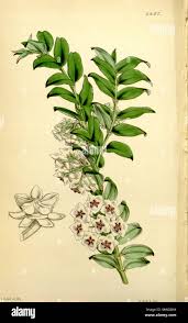 Image result for Moraea bella