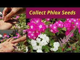 How To Collect Phlox Seeds For Next Season At Asim Garden Youtube Phlox Flowers Seeds Seasons