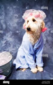 Poodle dress hi-res stock photography and images