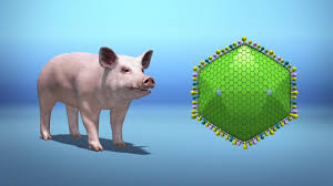 Asfo is an international collaboration of swine veterinarians, pork producers and stakeholders sharing knowledge to reduce. African Swine Fever Outbreak Explained Youtube